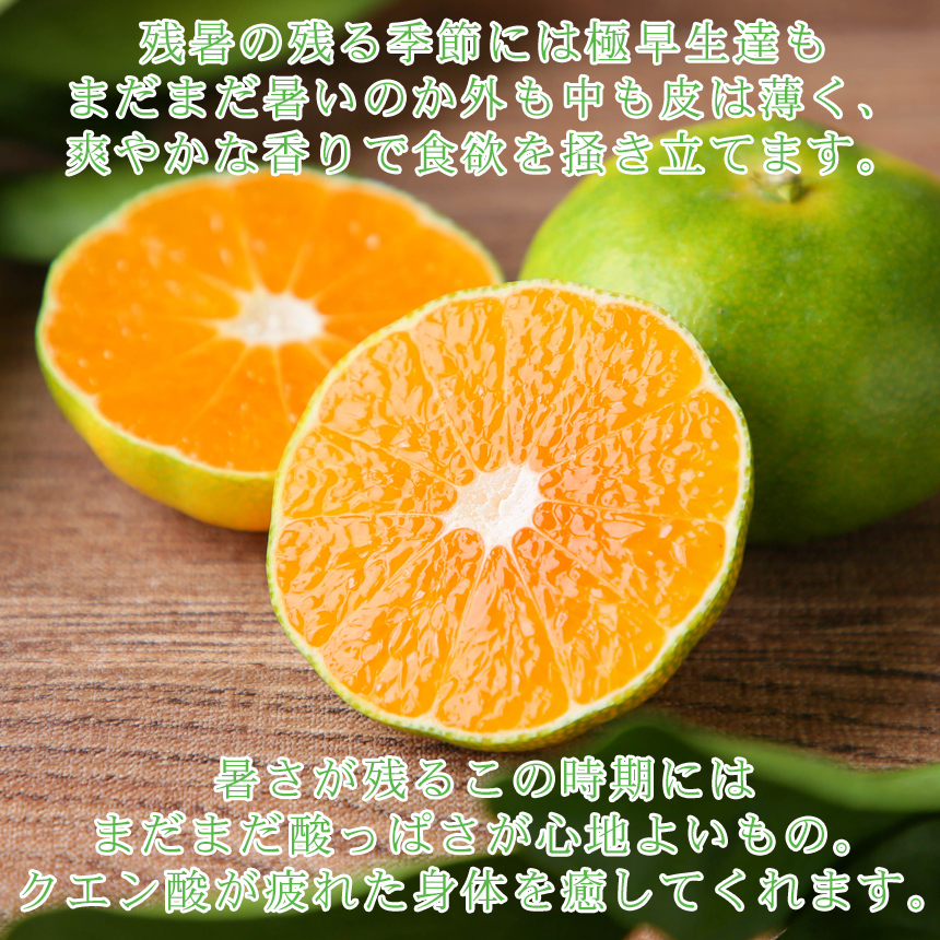 極早生