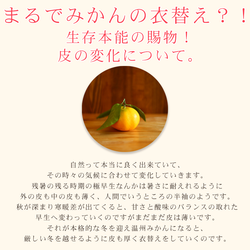 吉田みかん