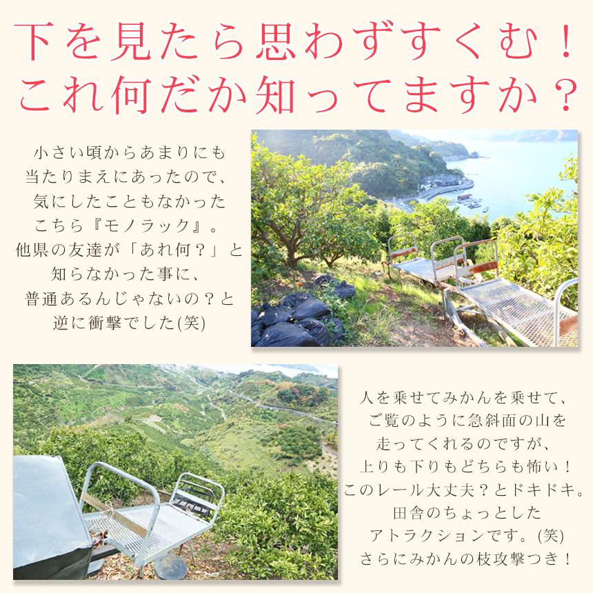 吉田みかん