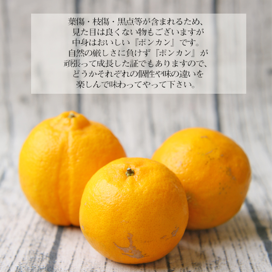 【SALE】みかん　精品　ポンカン7ｋｇ（40-55玉前後）　ミカン　果物　フルーツ　柑橘　厳選　贈答　多少の傷あり　M～2L　サイズ込み　フレッシュつちやま　愛媛県産　宇和島　青果　送料無料　吉田みかん　吉田町　贈答