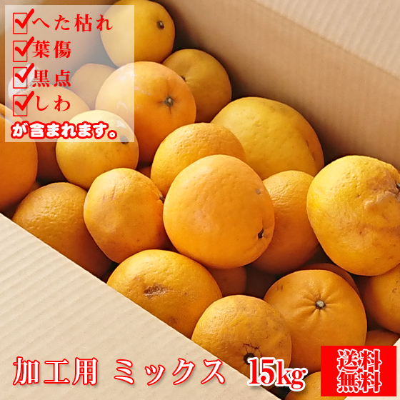 みかん　加工MIX15ｋｇ　（ジュース・ゼリー用　サイズ無選別・傷・黒点・ヘタ枯れ・ヤケ・シワ等含まれます）