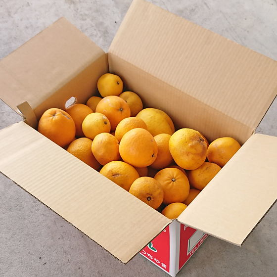 みかん　加工MIX15ｋｇ　（ジュース・ゼリー用　サイズ無選別・傷・黒点・ヘタ枯れ・ヤケ・シワ等含まれます）