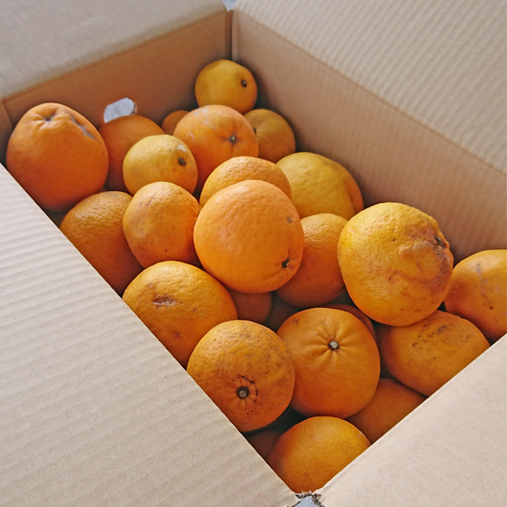 みかん　加工MIX15ｋｇ　（ジュース・ゼリー用　サイズ無選別・傷・黒点・ヘタ枯れ・ヤケ・シワ等含まれます）