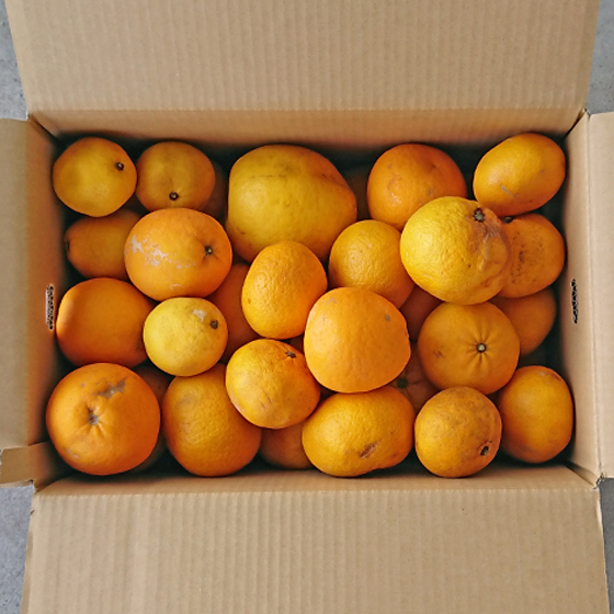 みかん　加工MIX15ｋｇ　（ジュース・ゼリー用　サイズ無選別・傷・黒点・ヘタ枯れ・ヤケ・シワ等含まれます）