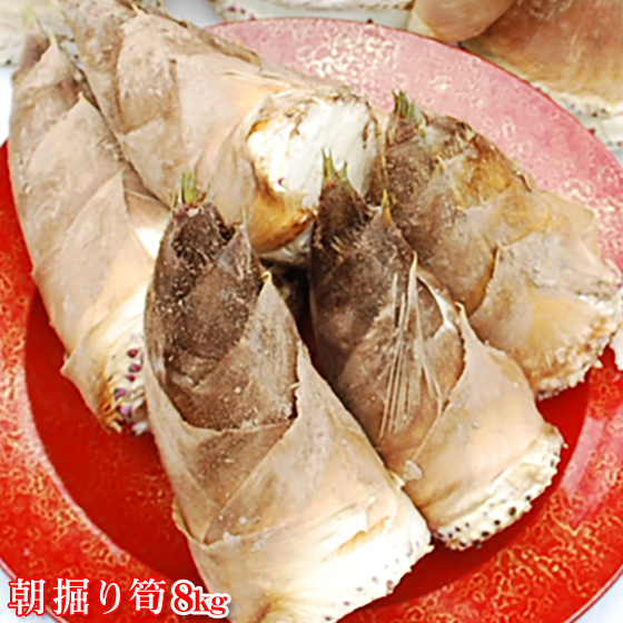 （予約販売）　朝掘り筍（たけのこ） 8kg（約8本程）　（※アク抜き用の糠付きです♪）（筍 08）（愛媛県産）（送料無料）筍 たけのこ タケノコ