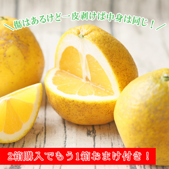 みかん　傷あり宇和島ゴールド　５ｋｇ　２箱ご購入でもう１箱おまけ　家庭用　河内晩柑　ゴールド　愛南ゴールド　美生柑　夏文旦　宇和ゴールド　フレッシュつちやま　吉田みかん　愛媛　吉田　宇和島　果物　ミカン　蜜柑　柑橘　フルーツ　送料無料　訳あり