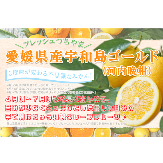 みかん　ちび玉宇和島ゴールド　５ｋｇ　２箱ご購入でもう１箱おまけ　家庭用　河内晩柑　ゴールド　愛南ゴールド　美生柑　夏文旦　宇和ゴールド　フレッシュつちやま　吉田みかん　愛媛　吉田　宇和島　果物　ミカン　柑橘　フルーツ　送料無料　訳あり