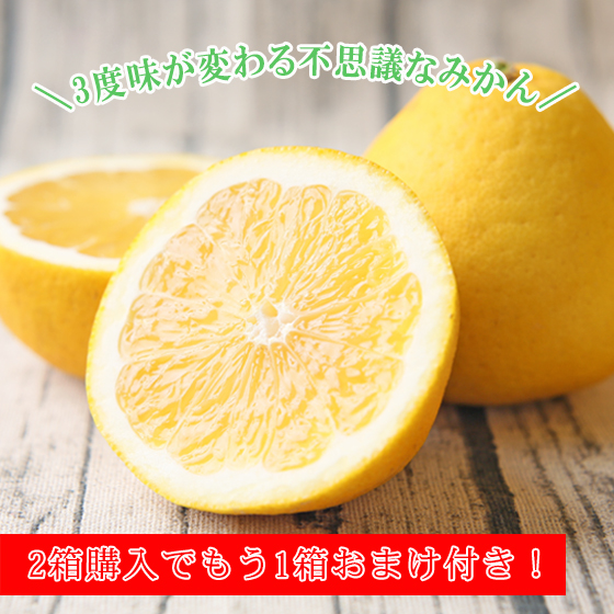 みかん　ちび玉宇和島ゴールド　５ｋｇ　２箱ご購入でもう１箱おまけ　家庭用　河内晩柑　ゴールド　愛南ゴールド　美生柑　夏文旦　宇和ゴールド　フレッシュつちやま　吉田みかん　愛媛　吉田　宇和島　果物　ミカン　柑橘　フルーツ　送料無料　訳あり