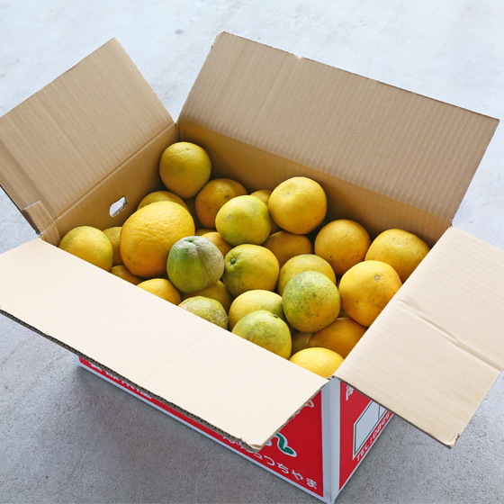 みかん　加工用　大玉宇和島ゴールド15ｋｇ　（ジュース・ゼリー用　（2L・3L）・傷・黒点・ヘタ枯れ・ヤケ・シワ等含まれます）