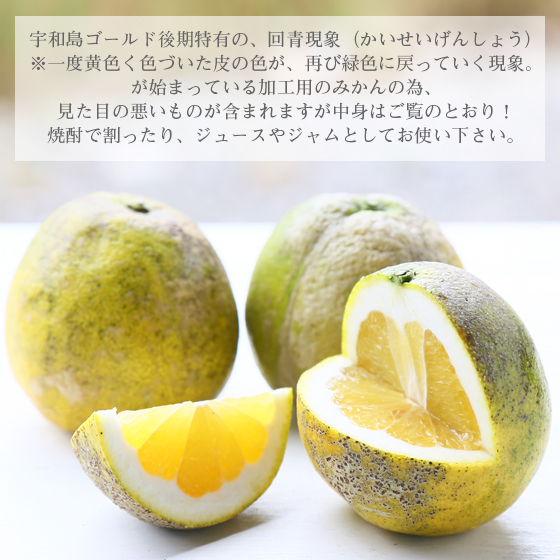 みかん　加工用　大玉宇和島ゴールド15ｋｇ　（ジュース・ゼリー用　（2L・3L）・傷・黒点・ヘタ枯れ・ヤケ・シワ等含まれます）