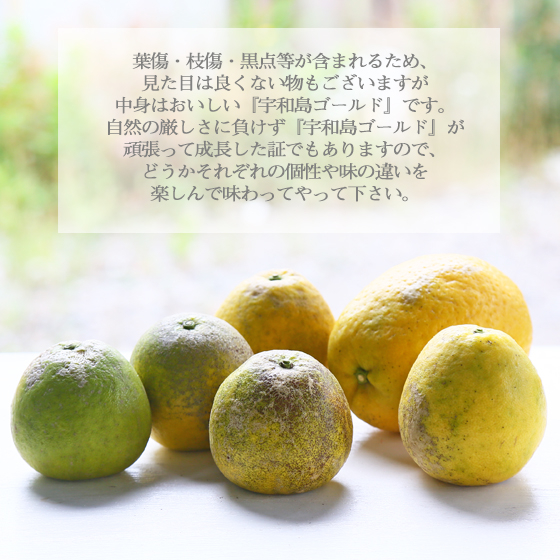 みかん　加工用　大玉宇和島ゴールド15ｋｇ　（ジュース・ゼリー用　（2L・3L）・傷・黒点・ヘタ枯れ・ヤケ・シワ等含まれます）