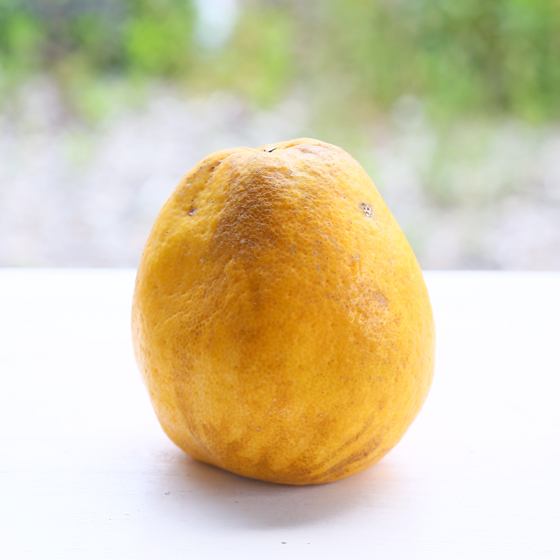 みかん　加工用　大玉宇和島ゴールド15ｋｇ　（ジュース・ゼリー用　（2L・3L）・傷・黒点・ヘタ枯れ・ヤケ・シワ等含まれます）