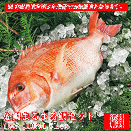 魚　愛鯛まるまる鯛セット　１尾分　原魚約１，５ｋｇ　まるまる鯛　さかな　サカナ　鍋　タイ　たい　鯛　愛鯛　冷凍　尾頭付　祝い鯛　お食い初め　塩釜　塩焼き　鮮魚　愛媛県産　愛媛県認定　愛あるブランド魚　送料無料