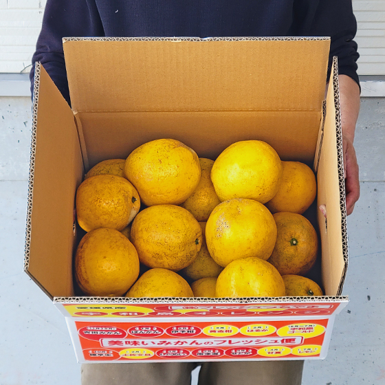 みかん　減農薬山取りそのまんま宇和島ゴールド　7ｋｇ　傷あり　サイズ込　河内晩柑　ゴールド　愛南ゴールド　美生柑　夏文旦　宇和ゴールド　フレッシュつちやま　吉田みかん　愛媛　吉田　宇和島　果物　ミカン　蜜柑　柑橘　フルーツ　送料無料　訳あり