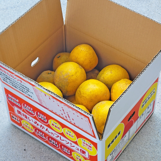 みかん　減農薬山取りそのまんま宇和島ゴールド　7ｋｇ　傷あり　サイズ込　河内晩柑　ゴールド　愛南ゴールド　美生柑　夏文旦　宇和ゴールド　フレッシュつちやま　吉田みかん　愛媛　吉田　宇和島　果物　ミカン　蜜柑　柑橘　フルーツ　送料無料　訳あり