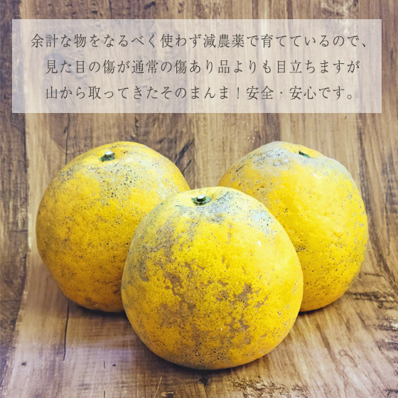 みかん　減農薬山取りそのまんま宇和島ゴールド　7ｋｇ　傷あり　サイズ込　河内晩柑　ゴールド　愛南ゴールド　美生柑　夏文旦　宇和ゴールド　フレッシュつちやま　吉田みかん　愛媛　吉田　宇和島　果物　ミカン　蜜柑　柑橘　フルーツ　送料無料　訳あり