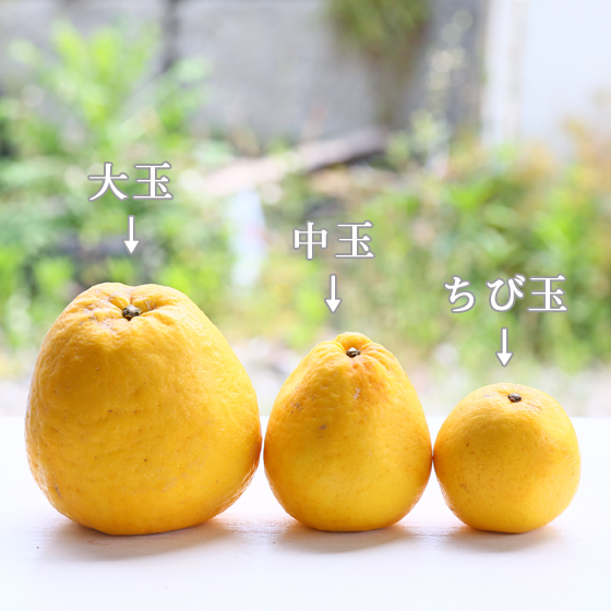 みかん　大玉宇和島ゴールド　7ｋｇ　傷あり　サイズ込　河内晩柑　ゴールド　愛南ゴールド　美生柑　夏文旦　宇和ゴールド　フレッシュつちやま　吉田みかん　愛媛　吉田　宇和島　果物　ミカン　蜜柑　柑橘　フルーツ　送料無料　訳あり