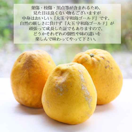 みかん　大玉宇和島ゴールド　7ｋｇ　傷あり　サイズ込　河内晩柑　ゴールド　愛南ゴールド　美生柑　夏文旦　宇和ゴールド　フレッシュつちやま　吉田みかん　愛媛　吉田　宇和島　果物　ミカン　蜜柑　柑橘　フルーツ　送料無料　訳あり