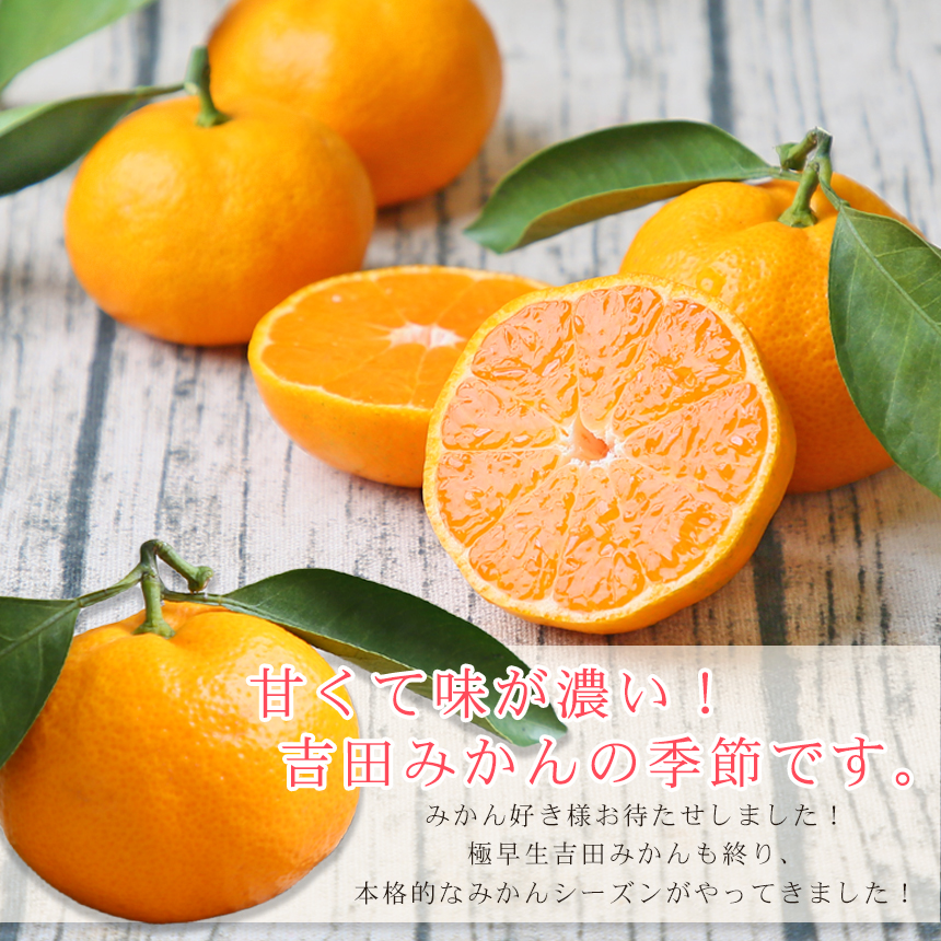 みかん　ミカン　果物　フルーツ　柑橘　吉田みかん 　厳選家庭用　多少の傷あり　中玉　サイズ込み　愛媛県産　送料無料　吉田町　贈答　お歳暮