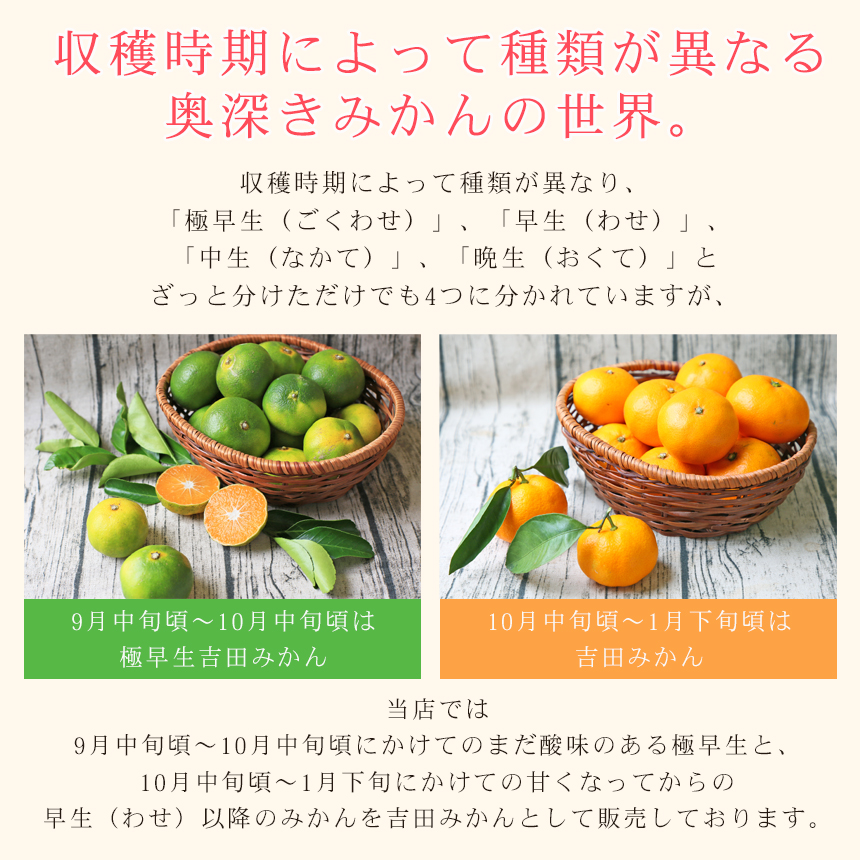 みかん　ミカン　果物　フルーツ　柑橘　吉田みかん 　厳選家庭用　多少の傷あり　中玉　サイズ込み　愛媛県産　送料無料　吉田町　贈答　お歳暮