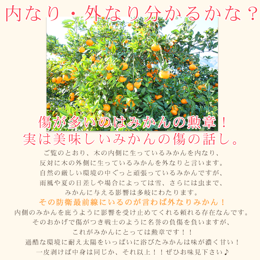 みかん　ミカン　果物　フルーツ　柑橘　吉田みかん 　厳選家庭用　多少の傷あり　中玉　サイズ込み　愛媛県産　送料無料　吉田町　贈答　お歳暮