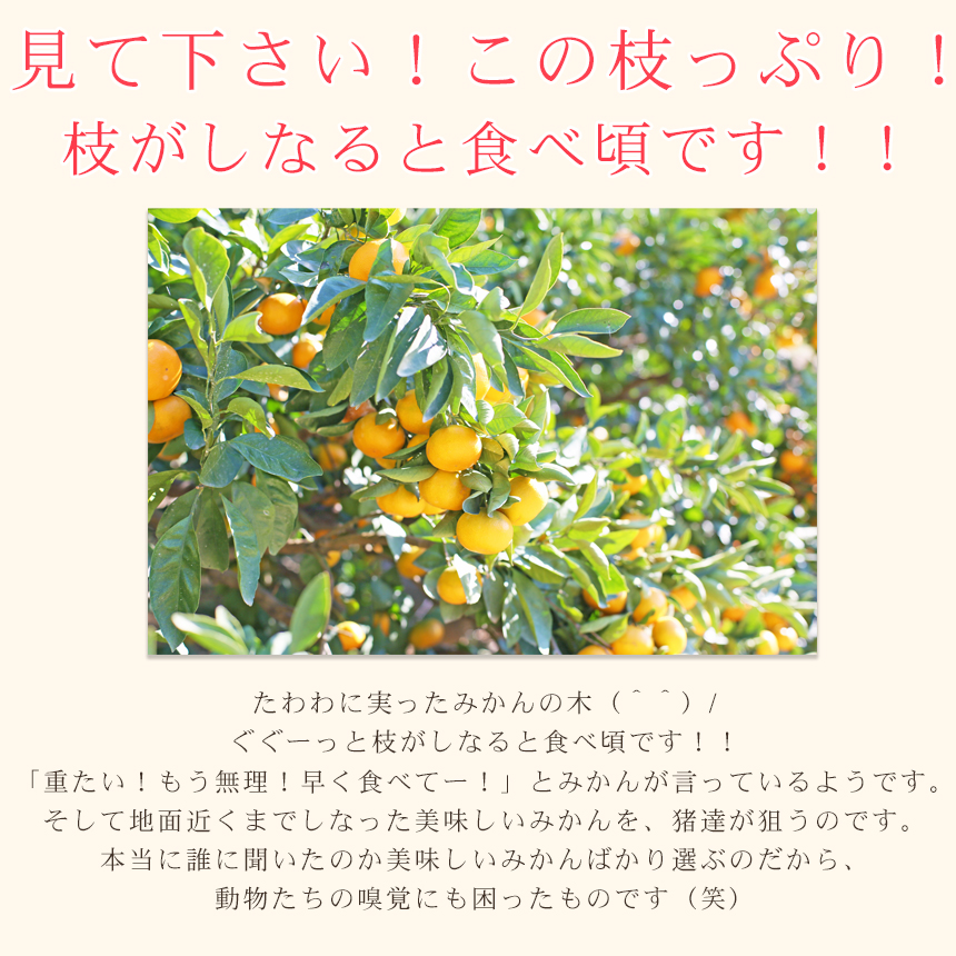 みかん　ミカン　果物　フルーツ　柑橘　吉田みかん 　厳選家庭用　多少の傷あり　中玉　サイズ込み　愛媛県産　送料無料　吉田町　贈答　お歳暮