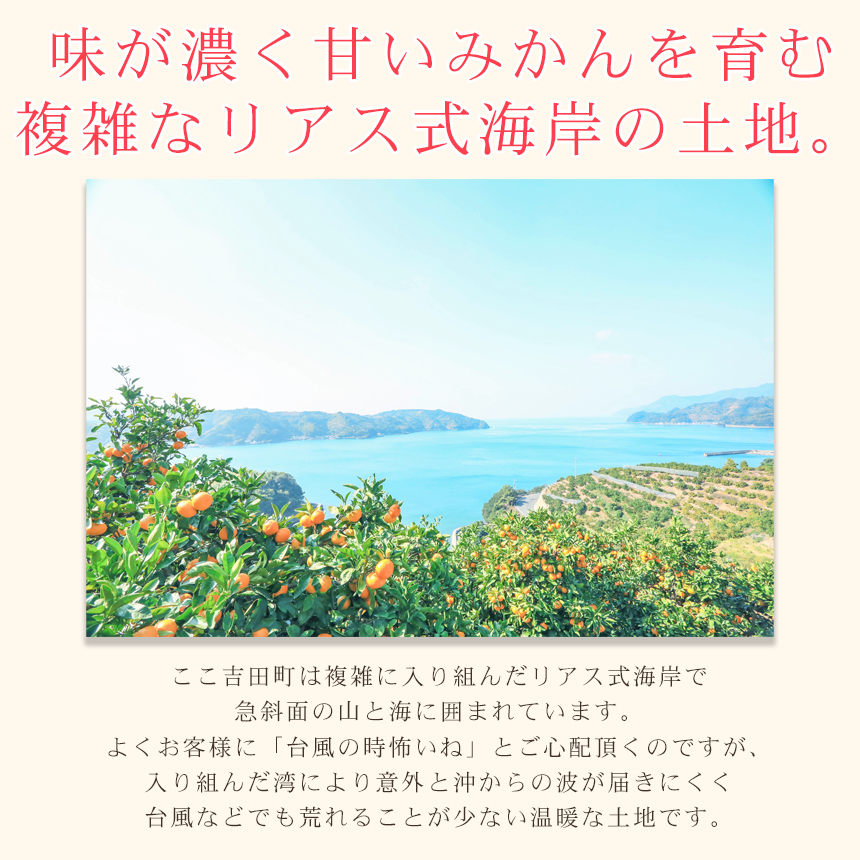 みかん　ミカン　果物　フルーツ　柑橘　吉田みかん 　厳選家庭用　多少の傷あり　中玉　サイズ込み　愛媛県産　送料無料　吉田町　贈答　お歳暮