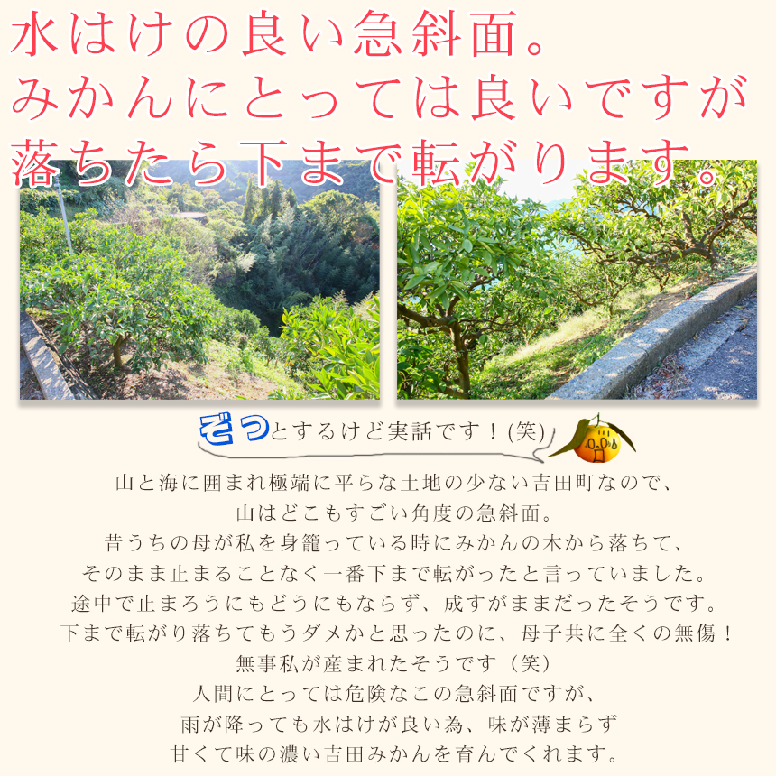 みかん　ミカン　果物　フルーツ　柑橘　吉田みかん 　厳選家庭用　多少の傷あり　中玉　サイズ込み　愛媛県産　送料無料　吉田町　贈答　お歳暮