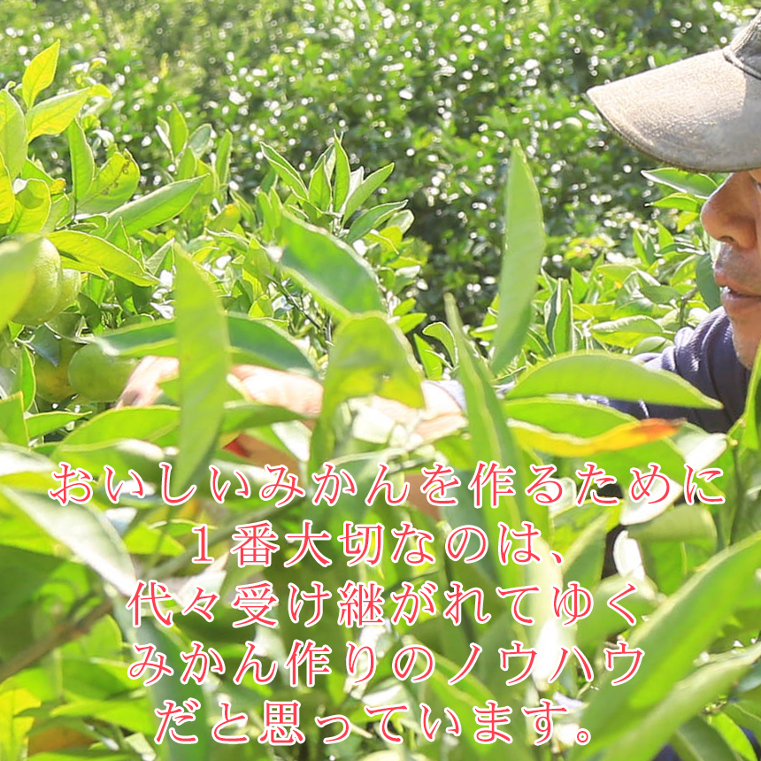 みかん　ミカン　果物　フルーツ　柑橘　吉田みかん 　厳選家庭用　多少の傷あり　中玉　サイズ込み　愛媛県産　送料無料　吉田町　贈答　お歳暮