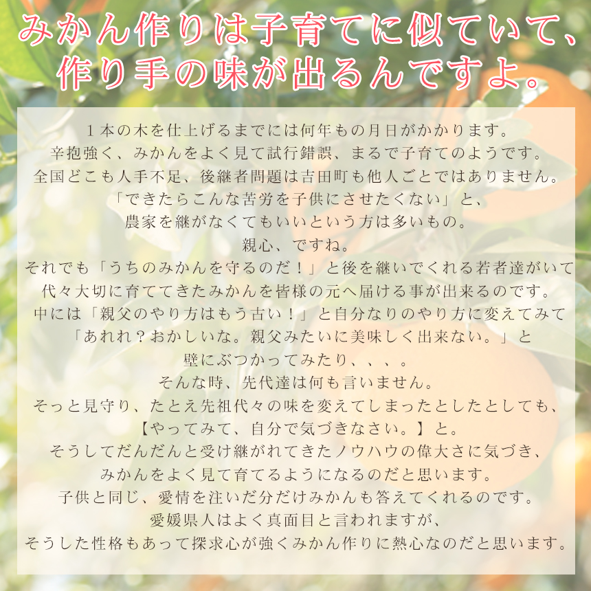 みかん　ミカン　果物　フルーツ　柑橘　吉田みかん 　厳選家庭用　多少の傷あり　中玉　サイズ込み　愛媛県産　送料無料　吉田町　贈答　お歳暮