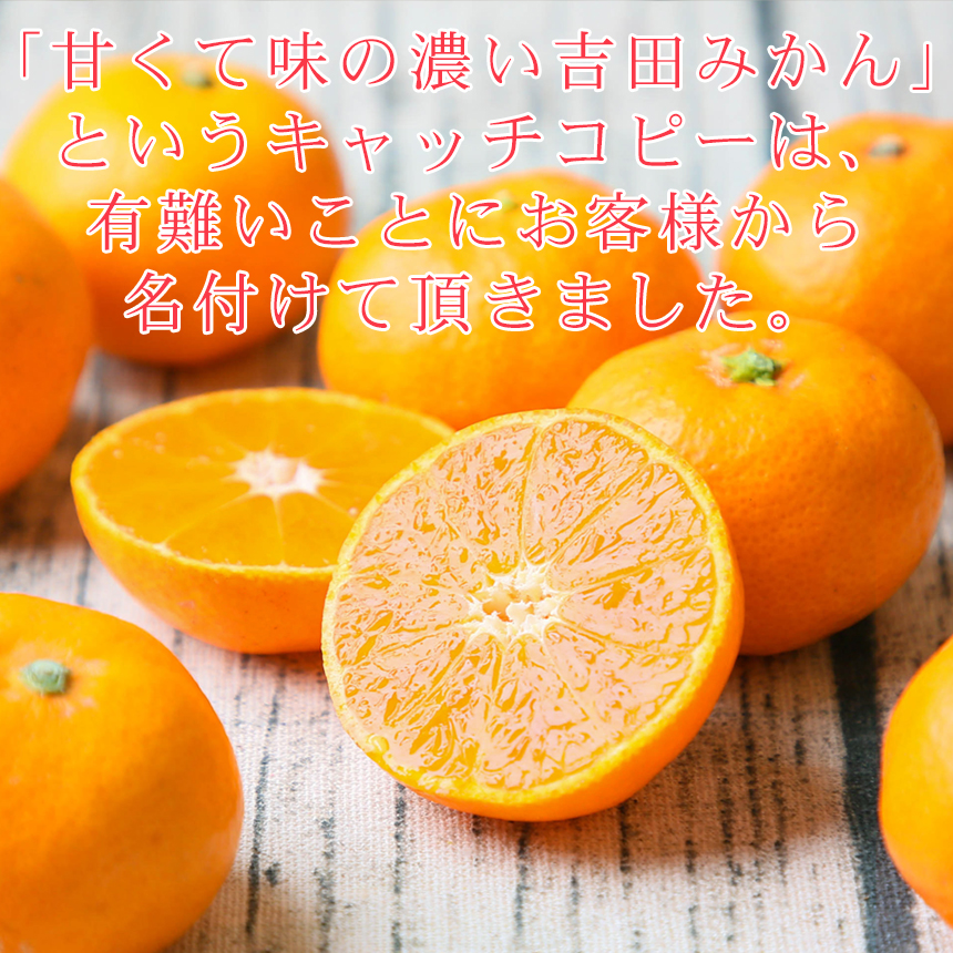 みかん　ミカン　果物　フルーツ　柑橘　吉田みかん 　厳選家庭用　多少の傷あり　中玉　サイズ込み　愛媛県産　送料無料　吉田町　贈答　お歳暮