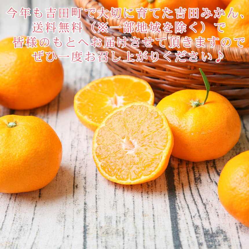 みかん　ミカン　果物　フルーツ　柑橘　吉田みかん 　厳選家庭用　多少の傷あり　中玉　サイズ込み　愛媛県産　送料無料　吉田町　贈答　お歳暮